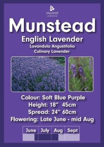Munstead Lavender Plant 2 Litre Pot
